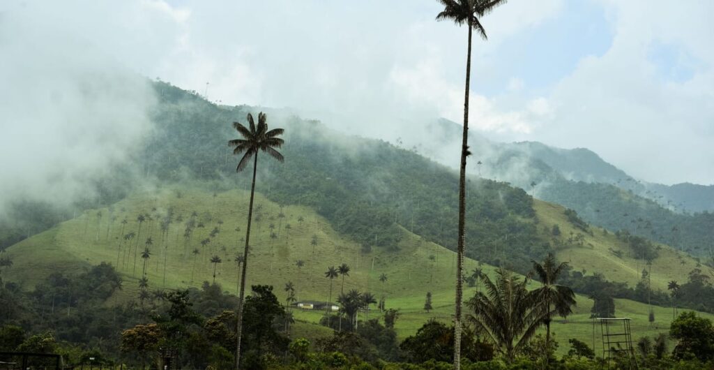 Vallée de Cocora, région du café
