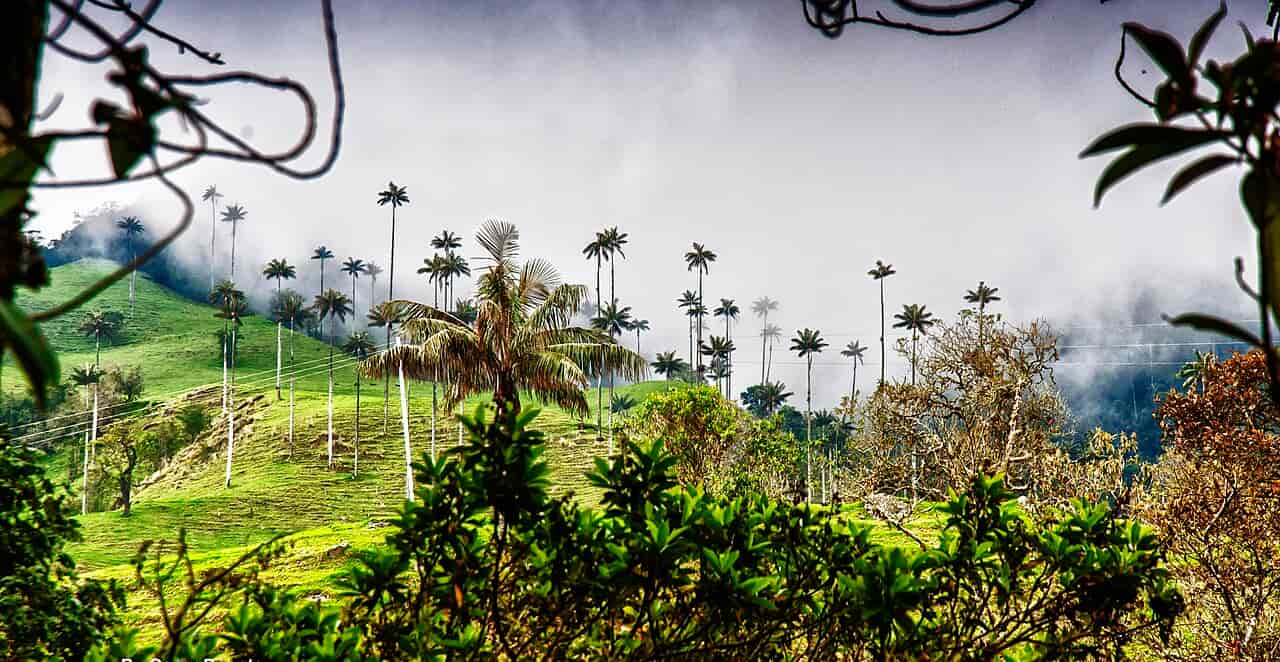 randonnée vallée de Cocora